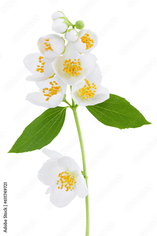 Jasmine flowers isolated on white background with full depth of field