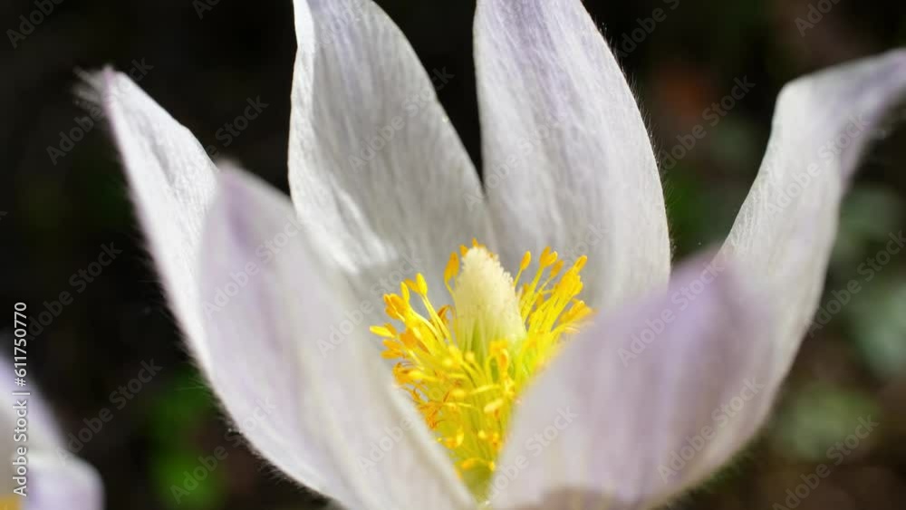 Pulsatilla patens flower close-up. Early spring concept Pulsatilla patens flower close-up. Early spring concept