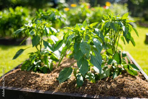 Cultivating bell peppers in summer season. Growing own vegetables in a homestead. Gardening and lifestyle of self-sufficiency.