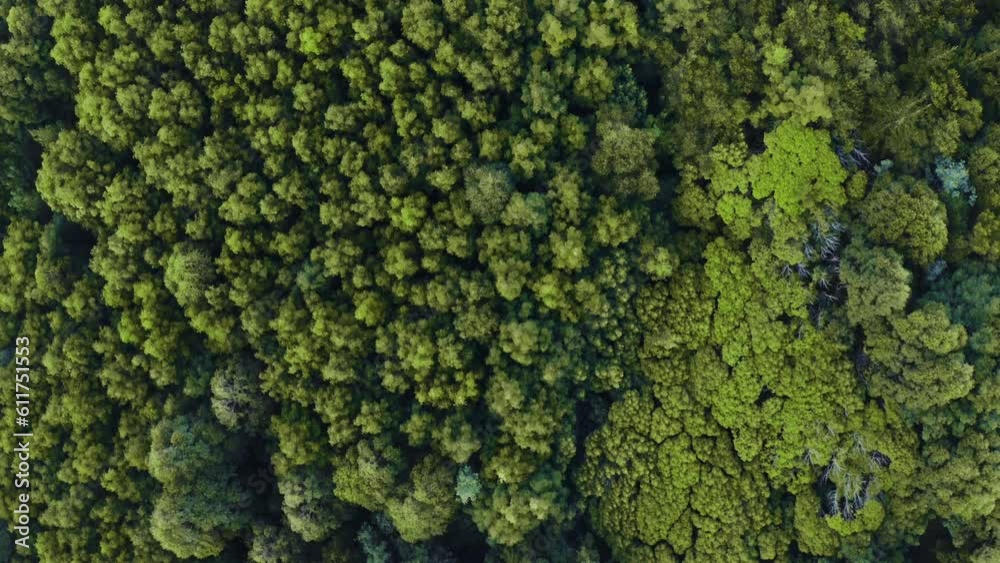 Aerial view, forest and green trees in nature of jungle, growth or land in the woods outdoors. Drone of tree environment, rainforest or natural environment with greenery or bush in the wilderness Aerial view, forest and green trees in nature of jungle, growth or land in the woods outdoors. Drone of tree environment, rainforest or natural environment with greenery or bush in the wilderness