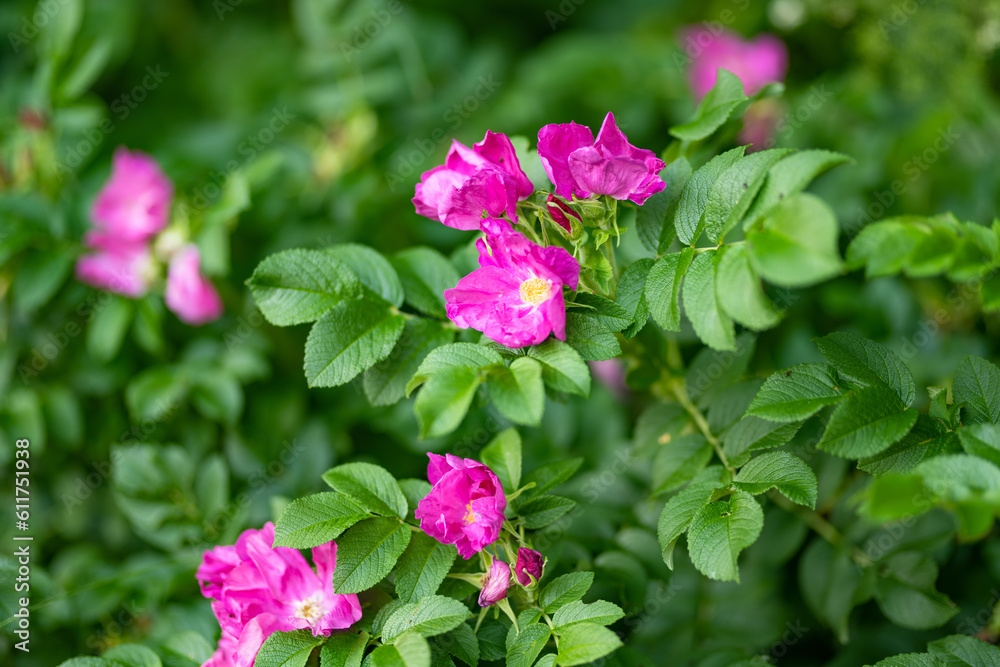 Beautiful pink rose hip bush blossoming at the backyard on summer day Beautiful pink rose hip bush blossoming at the backyard on summer day