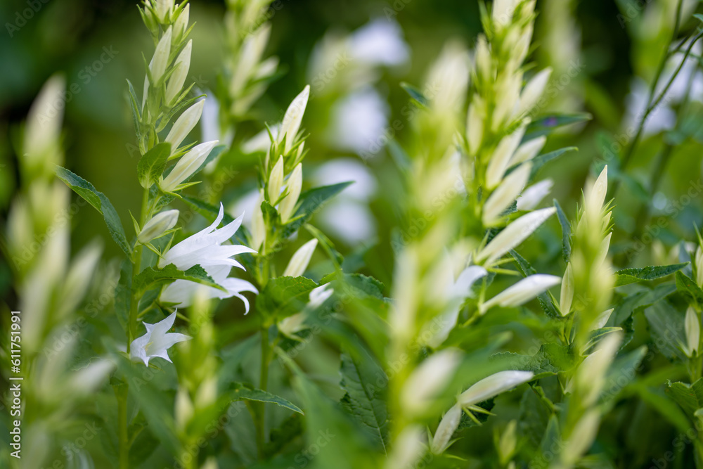 White campanula carpatica blooming in the summer in the garden. White bells close-up. White campanula carpatica blooming in the summer in the garden. White bells close-up.