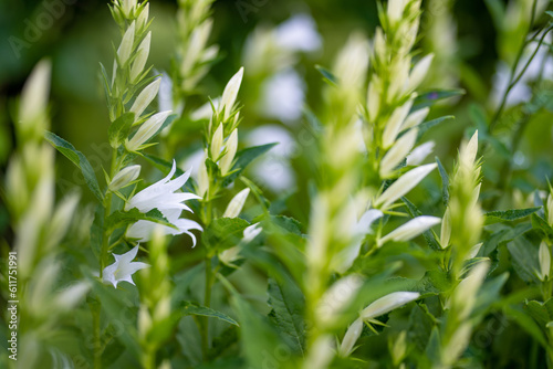 White campanula carpatica blooming in the summer in the garden. White bells close-up. photo