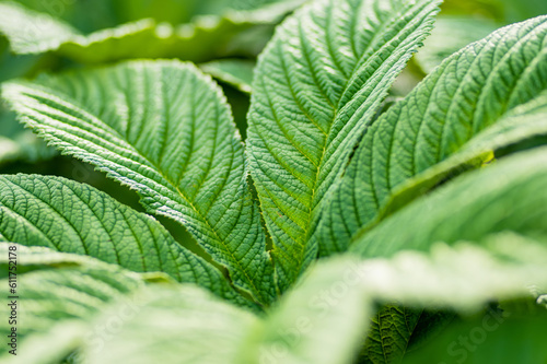 Close-up on green leaves of rodgersia aesculifolia plant. photo