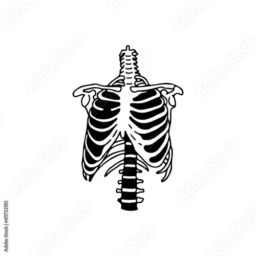 vector illustration of human ribs