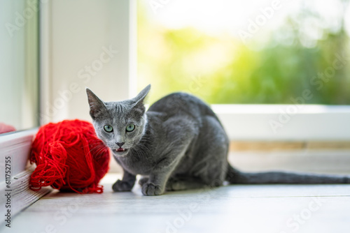 Fototapeta Naklejka Na Ścianę i Meble -  Young playful Russian Blue kitten playing by the window. Gorgeous blue-gray cat with green eyes.