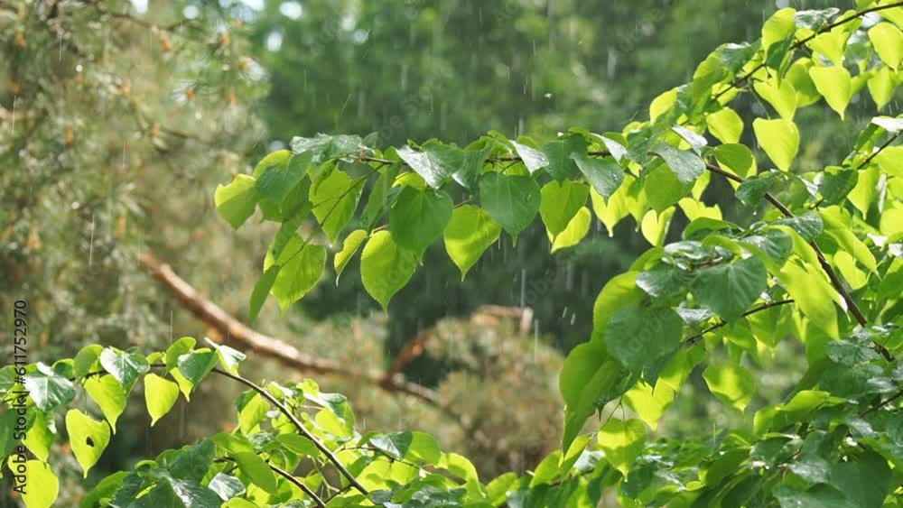 Heavy rain spills on green leaves in a forest area.