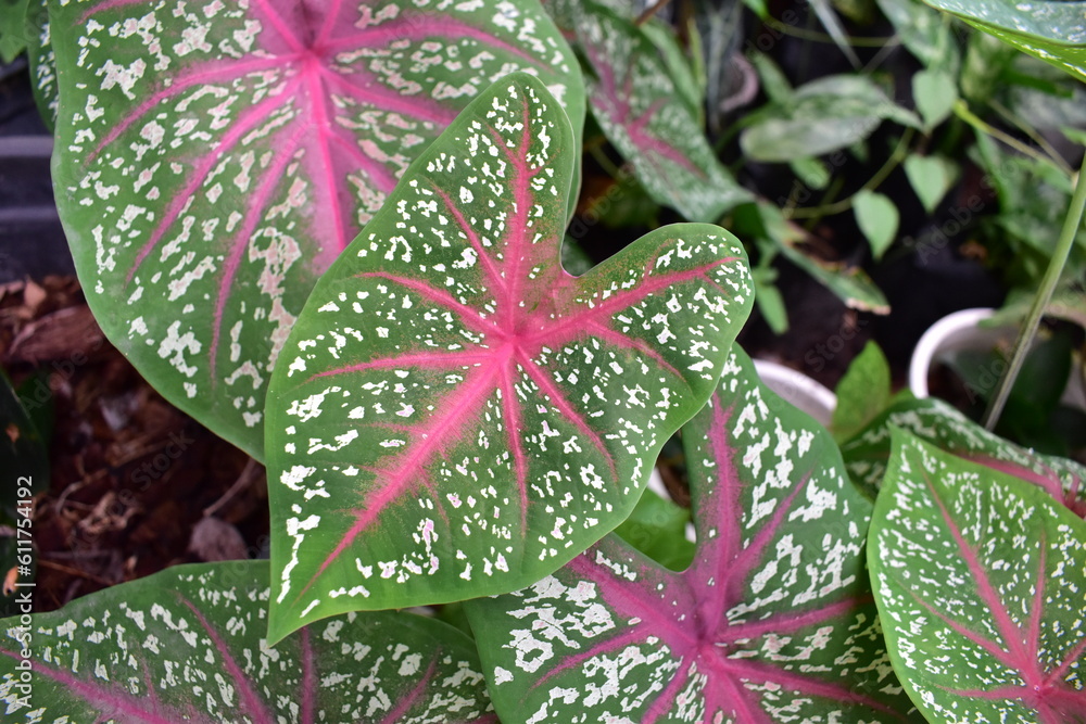 Caladium Plant in Pink Green with White Dot Leaves Caladium Plant in Pink Green with White Dot Leaves