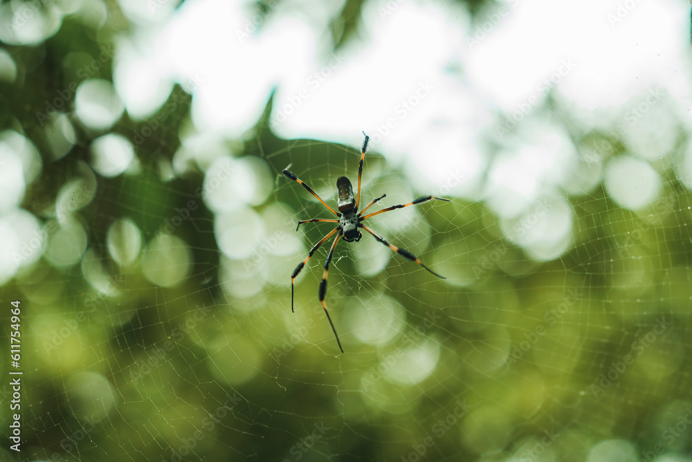 Golden silk orb weaver spider or giant wood spider sitting on cobweb with blurred green jungle background at Tortuguero national park in Costa Rica