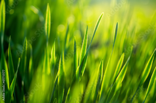 Lush uncut green grass in soft evening light. Perfect fresh lawn on summer evening.