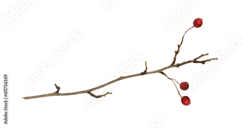 Valokuva Dry twig with red berries of hawthorn isolated on white or transparent backgroun