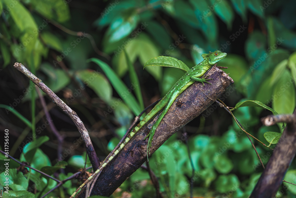 Young female green plumed basilisk lizard on tree branch in tropical rainforest of Tortuguero National Park in Costa Rica Young female green plumed basilisk lizard on tree branch in tropical rainforest of Tortuguero National Park in Costa Rica
