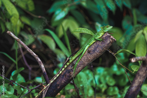Young female green plumed basilisk lizard on tree branch in tropical rainforest of Tortuguero National Park in Costa Rica
