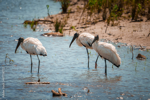 Closeup of Wood Storks standing in lake during sunny day at Costa Rica  animal and nature travel concept