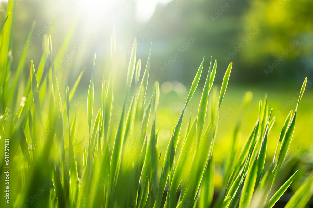 Lush uncut green grass in soft evening light. Perfect fresh lawn on summer evening. Lush uncut green grass in soft evening light. Perfect fresh lawn on summer evening.