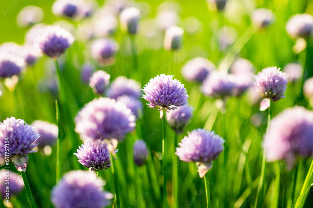 Close up of beautiful purple chives flowers blossoming in a garden. Blooming garlic flowers in soft evening light. Close up of beautiful purple chives flowers blossoming in a garden. Blooming garlic flowers in soft evening light.