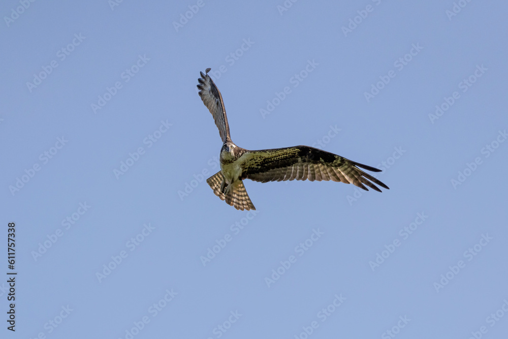 Fototapeta premium The Osprey (Pandion haliaetus) in flight. The Osprey known as fish eagle, river eagle