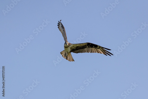 The Osprey (Pandion haliaetus) in flight. The Osprey known as fish eagle, river eagle