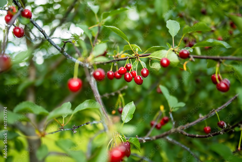 Ripe cherry fruits hanging from a cherry tree branch. Harvesting berries in cherry orchard.