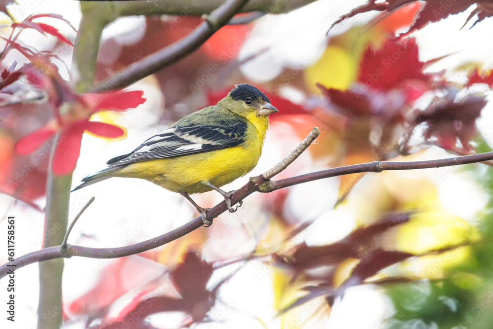 Lesser goldfinch bird