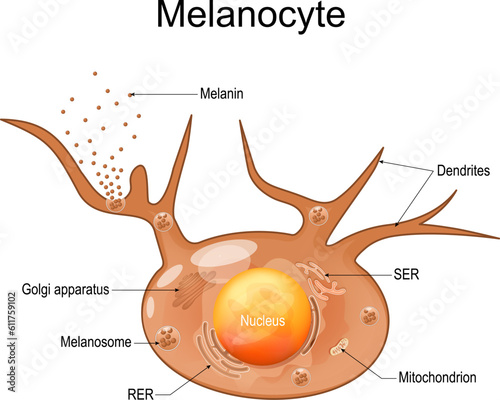 Melanocyte structure and anatomy.