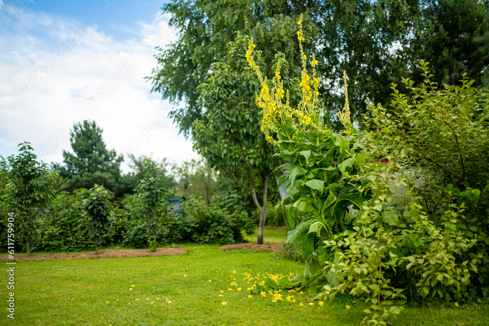 Naklejka premium Common mullein flowers blossoming in the garden on summer day. Beautiful yellow flowers of verbascum thapus.