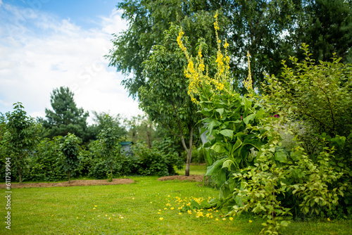 Common mullein flowers blossoming in the garden on summer day. Beautiful yellow flowers of verbascum thapus.