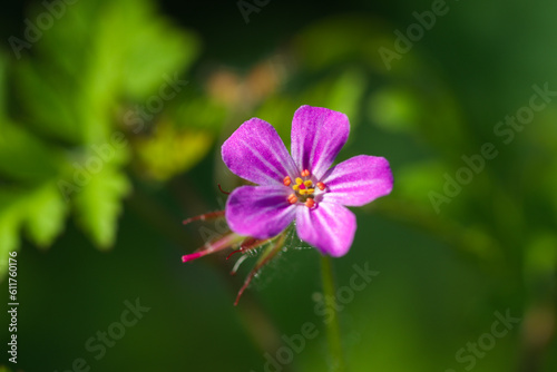 flower in the garden