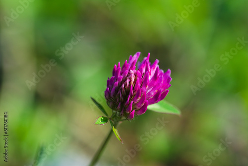 flower of a thistle