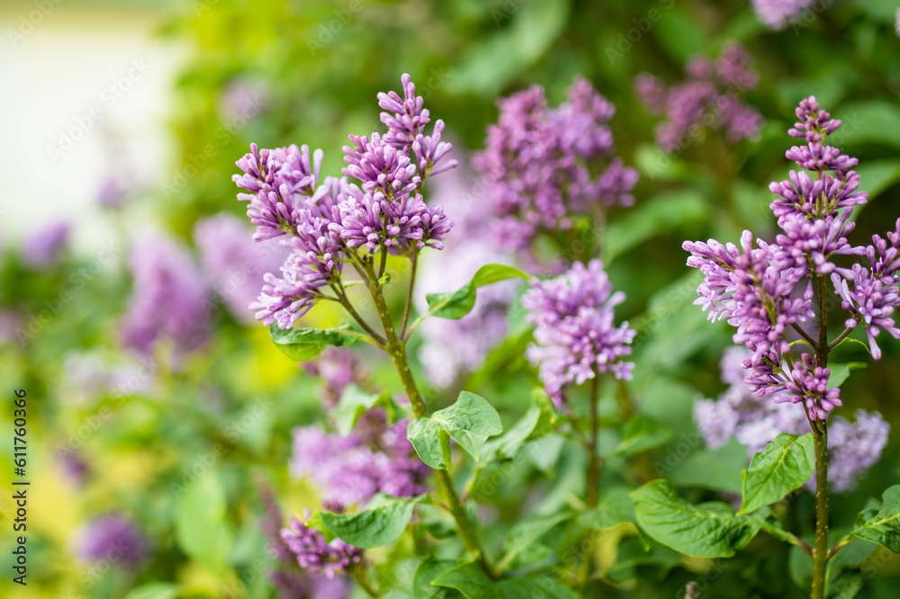 A branch of purple lilac on a background of green leaves. A branch of purple lilac on a background of green leaves.