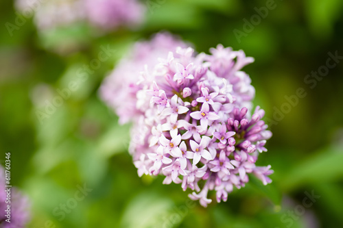 A branch of purple lilac on a background of green leaves.