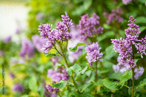 A branch of purple lilac on a background of green leaves.