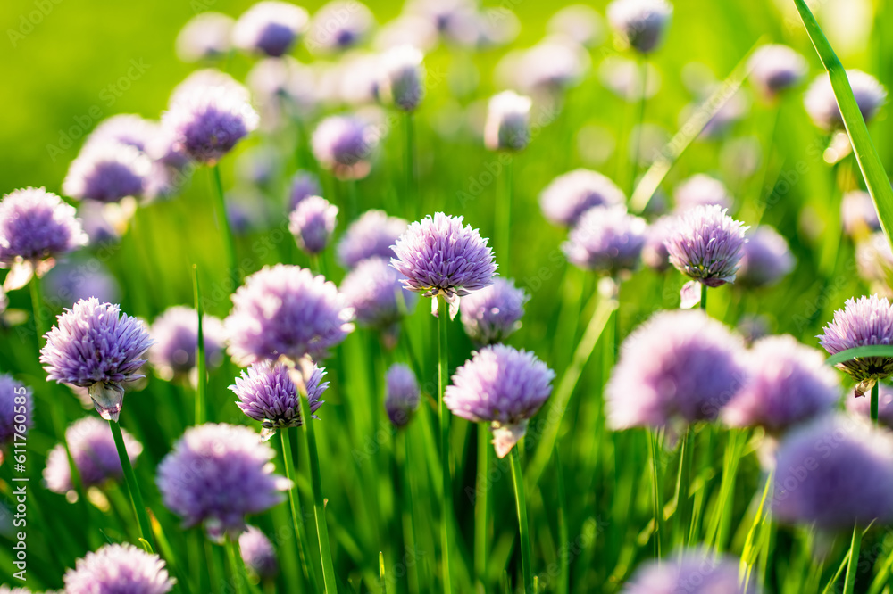 Close up of beautiful purple chives flowers blossoming in a garden. Blooming garlic flowers in soft evening light. Close up of beautiful purple chives flowers blossoming in a garden. Blooming garlic flowers in soft evening light.