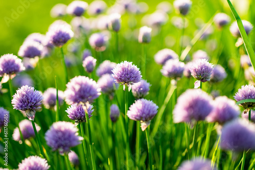 Close up of beautiful purple chives flowers blossoming in a garden. Blooming garlic flowers in soft evening light.
