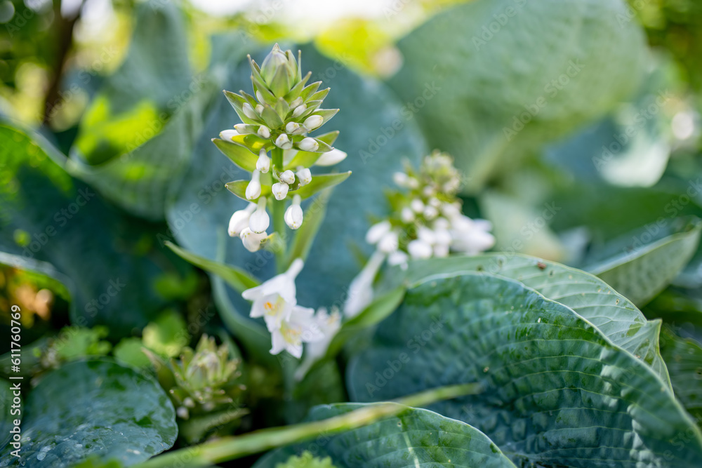 Flowering hosta bush also known as plantain lily, widely cultivated as shade-tolerant foliage plants. Flowering hosta bush also known as plantain lily, widely cultivated as shade-tolerant foliage plants.