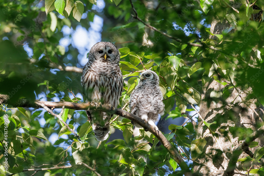 barred owl owlet barred owl owlet