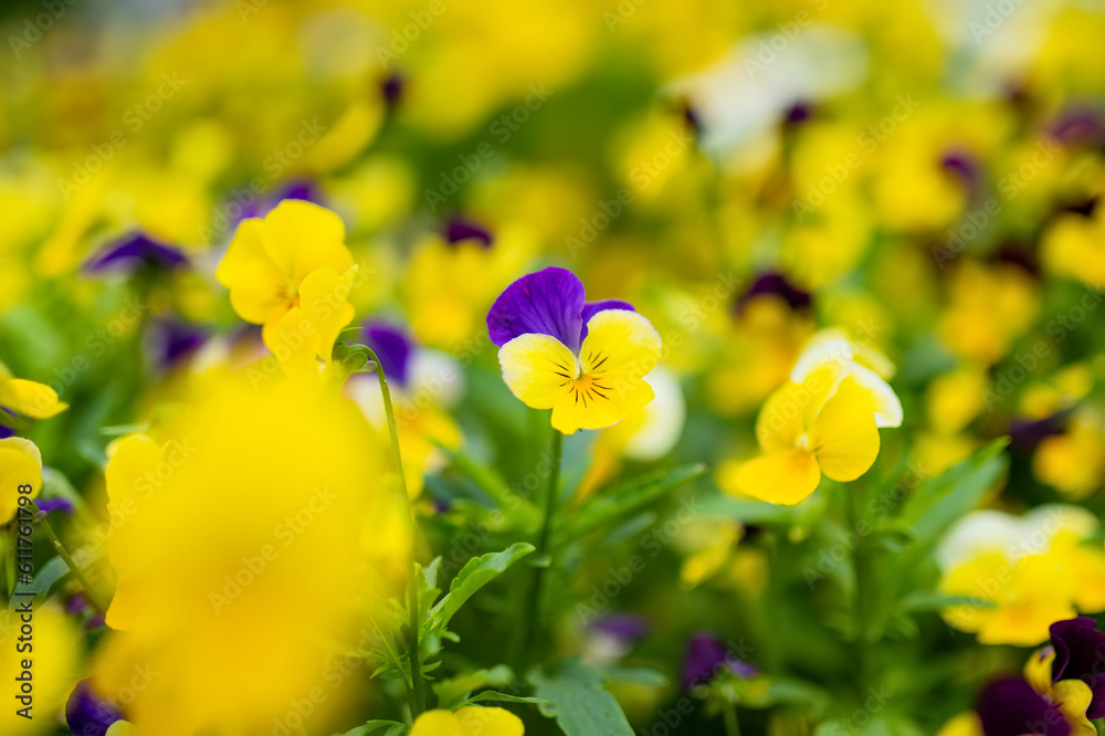 Fototapeta premium Beautiful violet and yellow colored pansies blooming in a garden.