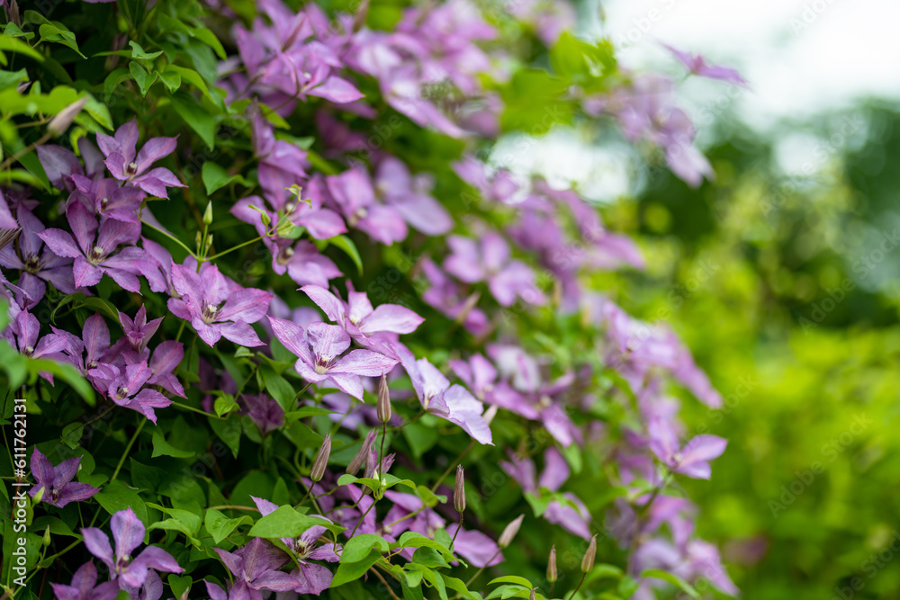 Flowering purple clematis in the garden. Flowers blossoming in summer.