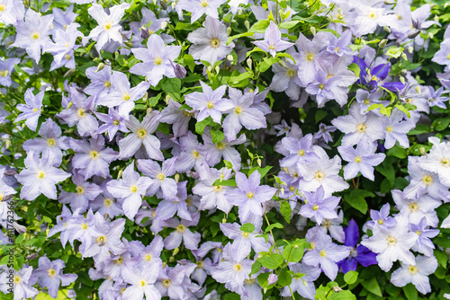 Flowering purple clematis in the garden. Flowers blossoming in summer.