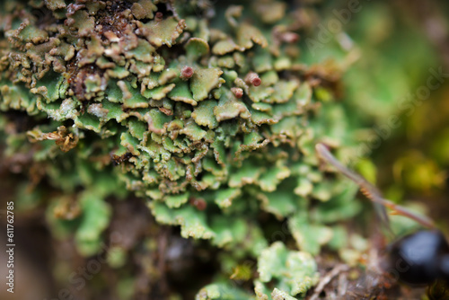 Green lichen close up. Nature design. Selective focus.