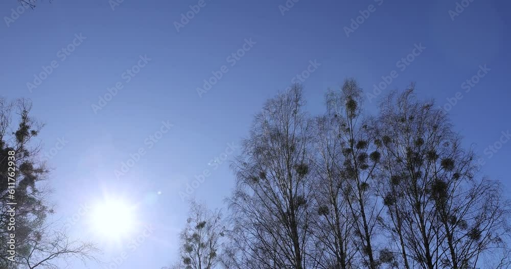 leafless trees in sunny weather in spring, tree branches without foliage in early spring leafless trees in sunny weather in spring, tree branches without foliage in early spring