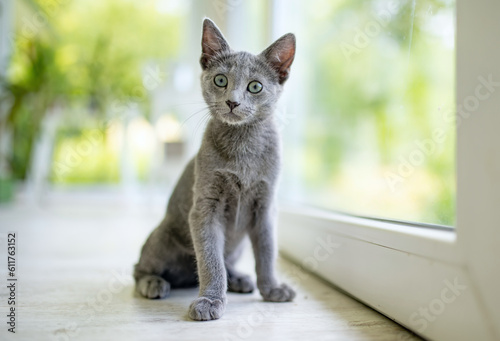 Young playful Russian Blue kitten playing by the window. Gorgeous blue-gray cat with green eyes.