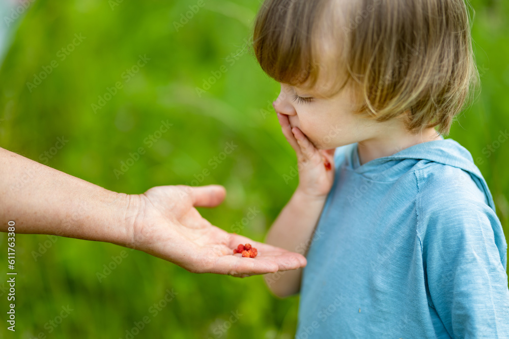 Cute toddler boy eating wild strawberries on summer day. Kid having fun on a forest walk. Cute toddler boy eating wild strawberries on summer day. Kid having fun on a forest walk.