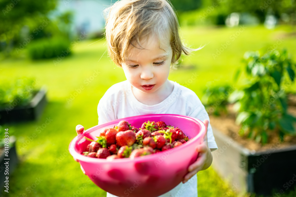 Cute toddler boy eating fresh organic strawberries on summer day. Kid having fun on a strawberry farm outdoors. Cute toddler boy eating fresh organic strawberries on summer day. Kid having fun on a strawberry farm outdoors.