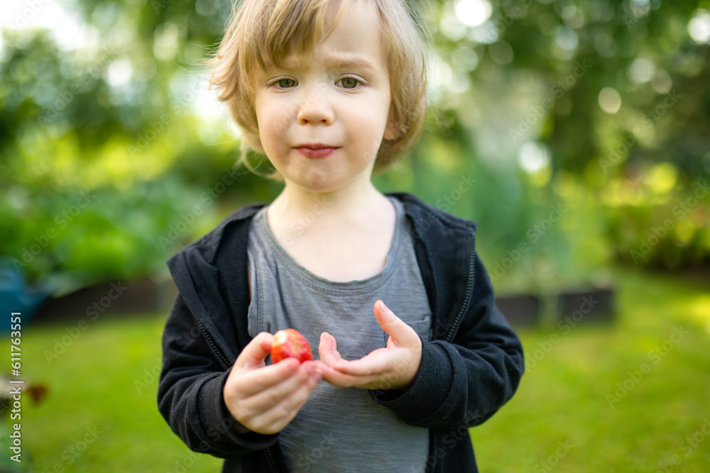 Cute toddler boy eating fresh organic strawberries on summer day. Kid having fun on a strawberry farm outdoors. Cute toddler boy eating fresh organic strawberries on summer day. Kid having fun on a strawberry farm outdoors.