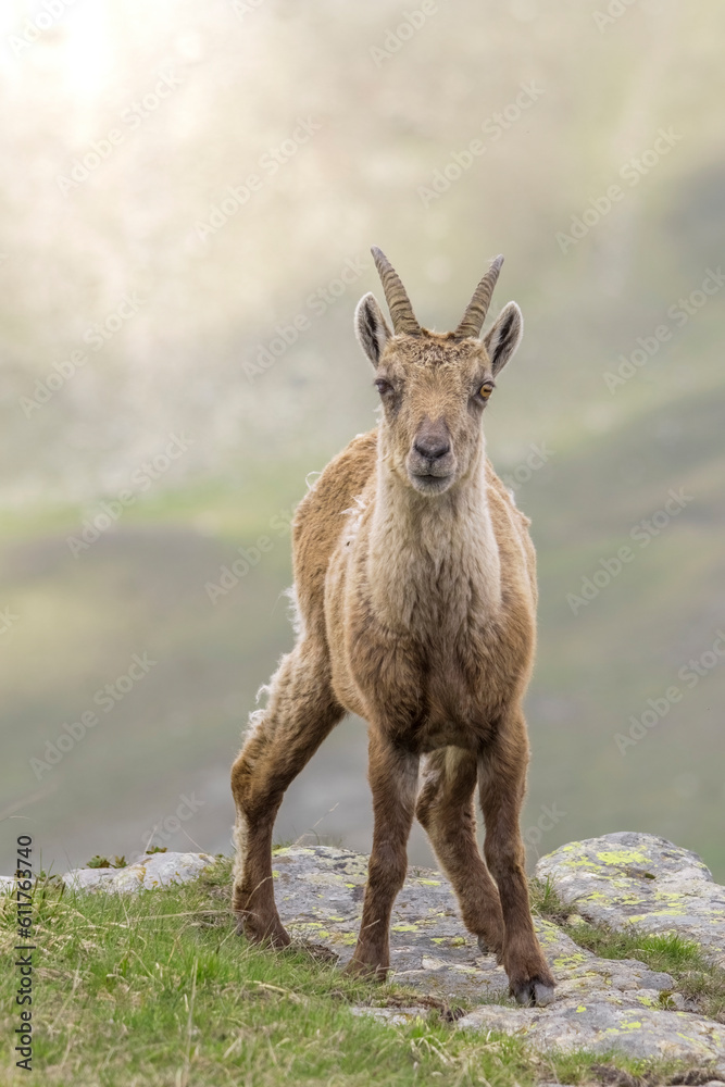 Close up portrait of a female alpine Ibex or wild mountain goat (Capra ibex) standing in a mountain prairie on the edge of a slope, Piedmont alps, Italy, June.