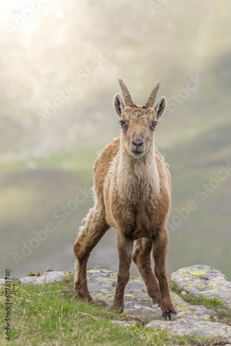 Obraz na płótnie Close up portrait of a female alpine Ibex or wild mountain goat (Capra ibex) standing in a mountain prairie on the edge of a slope, Piedmont alps, Italy, June. w salonie