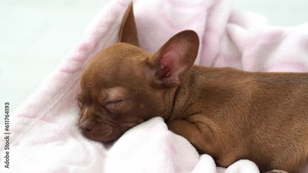 chihuahua puppy on pink background. Portrait of a sleeping puppy with a brown wet nose. Chihuahua puppy with big ears sleeps sweetly. Chihuahua puppy with big ears sleeps sweetly. Furry family friend. chihuahua puppy on pink background. Portrait of a sleeping puppy with a brown wet nose. Chihuahua puppy with big ears sleeps sweetly. Chihuahua puppy with big ears sleeps sweetly. Furry family friend.