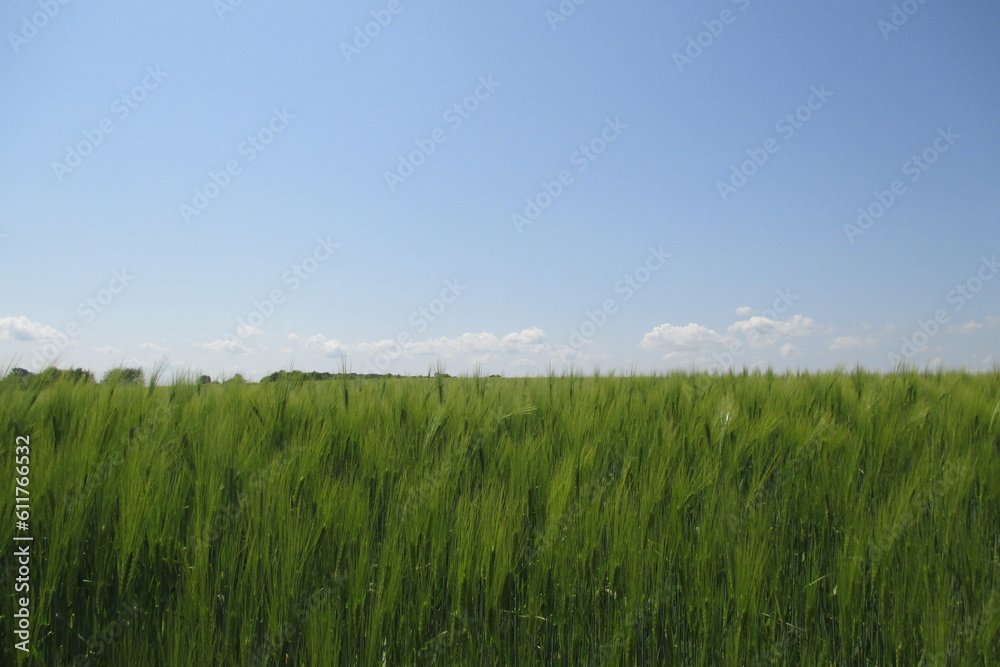 grain field b