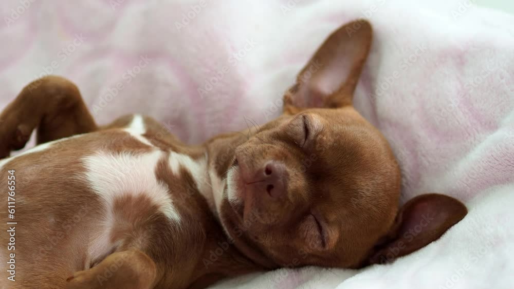 puppies sleeping together. A newborn puppy sleeps on its back. Funny dog pose. Small, cute brown puppy sleeping on a blanket. vertical video puppies sleeping together. A newborn puppy sleeps on its back. Funny dog pose. Small, cute brown puppy sleeping on a blanket. vertical video